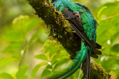 Resplendent quetzal, Costa Rica