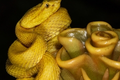 Golden Eye Lash Pit Viper, Costa Rica