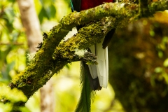 Resplendent quetzal, Costa Rica