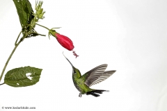 Hummingbird, Costa Rica