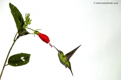 Hummingbird, Costa Rica