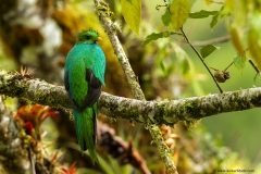 Resplendent quetzal, Costa Rica