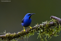 Shining Honeycreeper, Costa Rica