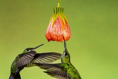 Green Crowned Brilliant Humming bird , Costa Rica
