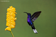 Violet Sabrewing humming bird, Costa Rica