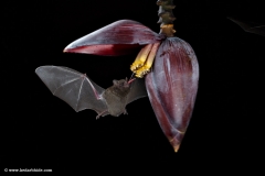 Long tongued Bat, Costa Rica,