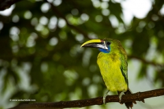 Emerald Toucanet, Costa Rica
