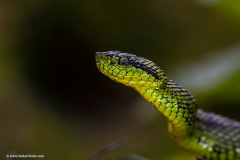 Black speckeled Palm pit viper , Costa Rica