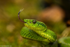 Green Palm Pit Viper, Costa Rica