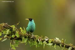 Green Honeycreeper, Costa Rica