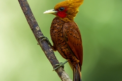 Chestnut headed woodpecker