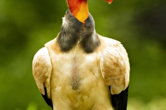 King Vulture, Costa Rica