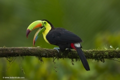Keel Billed Toucan, Costa Rica