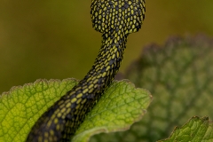 costa62