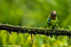 Brown Headed Parrot, Costa Rica