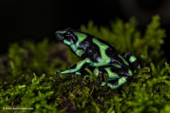 Green and Black poison Dart frog, Costa Rica