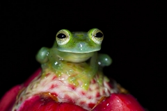 Glass frog , Costa Rica