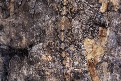 Draco, The western ghat flying lizard