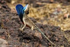 Fan-throated Lizard