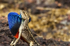 Fan-throated Lizard