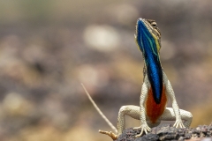 Fan-throated Lizard