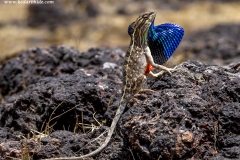 Fan-throated Lizard