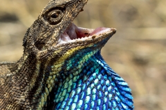 Fan-throated Lizard