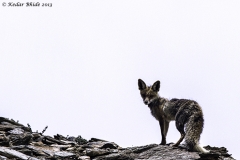 Himalayan Red Fox