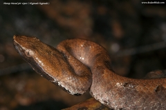 Hump-nosed Pit Viper