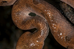 Hump-nosed Pit Viper