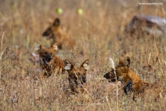 Wild Dogs at Tadoba Tiger Reserve