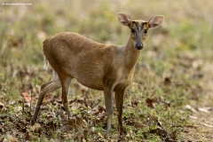 Barking Deer
