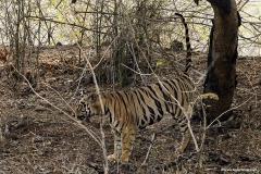 Royal Bengal Tiger, Tadoba Tiger Reserve