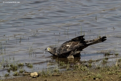 kbhide_tadoba-0419-copy