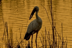 Open-billed Stork
