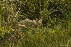 Jungle Cat