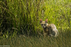 Jungle Cat
