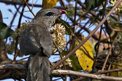 Sirkeer Malkoha