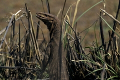 Indian Monitor Lizard