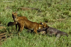 Wild Dogs