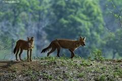 Wild Dogs