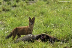 Wild Dogs