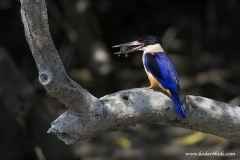 Black-capped Kingfisher