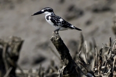 Pied Kingfisher