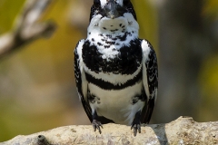 Pied Kingfisher
