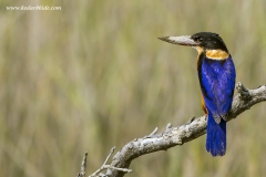 Black-capped Kingfisher