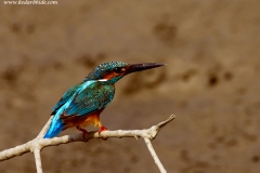 Common Kingfisher