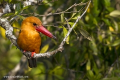 Brown-winged Kingfisher