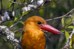 Brown-winged Kingfisher