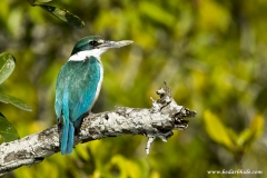 White-collared Kingfisher